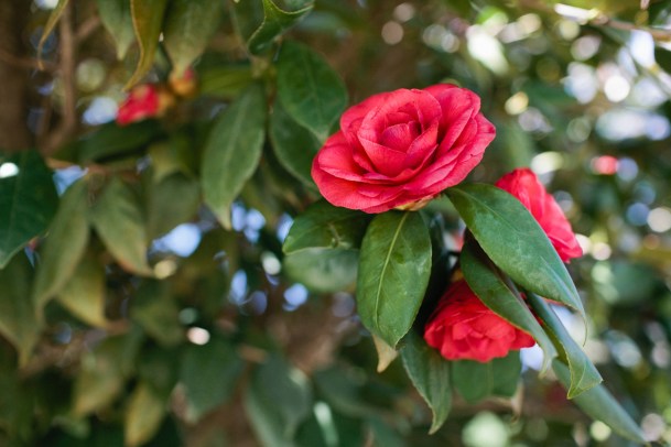 \"Camellia\"